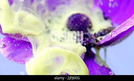 Nahaufnahme der violetten Anemonblüte mit hellgelben Tinten, die sich unter Wasser ausbreiten. Archivmaterial. Tintenwolken, die sich um eine Blume ausbreiten. Stockfoto