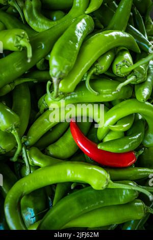 Rohe grüne Bio-Serrano-Paprika. Grüne Chilischoten Stockfoto