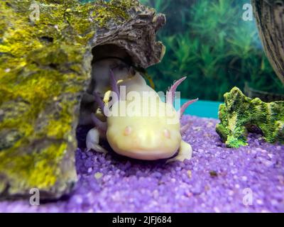 Unterwasser Axolotl Porträt in einem Aquarium. Ambystoma mexicanum. Mexikanischer Wanderfisch Stockfoto