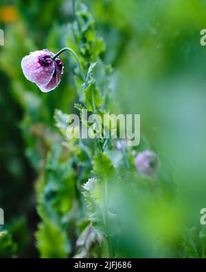 Mohnblume in einem privaten Garten nach einer leichten Regendusche. Stockfoto