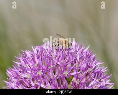 Biene auf einer Blüte Stockfoto