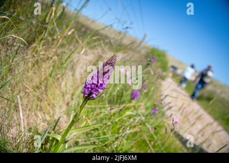 Southern Marsh Orchid, Dactylorhiza Praetermissa in den Sanddünen bei Horsey, Norfolk, England. Stockfoto