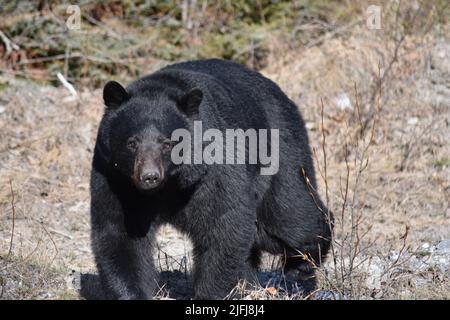 Schwarzer Bär Stockfoto