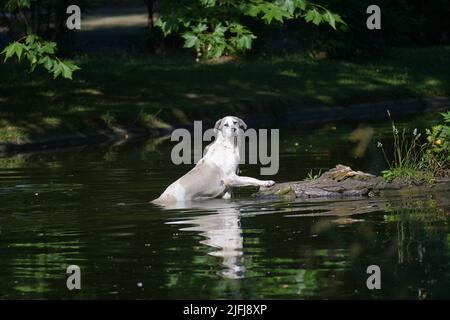 Ein Straßenhund schwimmt im Wasser und versucht Vögel zu fangen, die ihm weglaufen Stockfoto