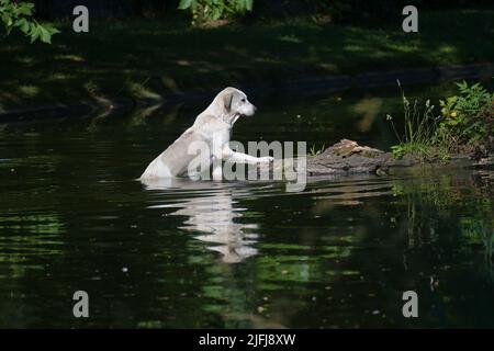 Ein Straßenhund schwimmt im Wasser und versucht Vögel zu fangen, die ihm weglaufen Stockfoto