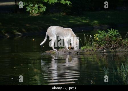 Ein Straßenhund schwimmt im Wasser und versucht Vögel zu fangen, die ihm weglaufen Stockfoto