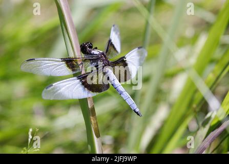 Witwe Skimmer Männlich. Foothills Park, Santa Clara County, Kalifornien, USA. Stockfoto