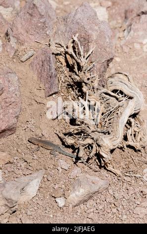 Gemeine Eidechse oder Uta stansburiana mit bunten Schuppen aus blau, türkis, gelb, braun auf felsigen Wüstenböden neben getrockneten Zweigen. Stockfoto