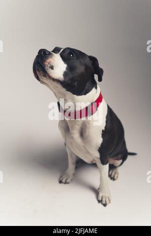 Schwarz-weiß amerikanischen Staffordshire Terrier mit roter Leine sitzt im Studio voller Schuss grauen Hintergrund. Hochwertige Fotos Stockfoto