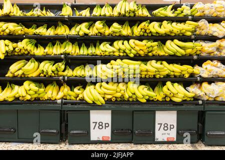 Trauben von reifen und teilweise gereiften grünen und gelben Bananen in Regalen zum Verkauf (Cavendish-Sorte) in einem Tesco-Supermarkt in England in Großbritannien Stockfoto