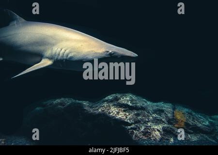 Sandbarschhai (Carcharhinus plumbeus), der in einem dunklen Salzwassertank im Baltimore Aquarium schwimmt. Stockfoto