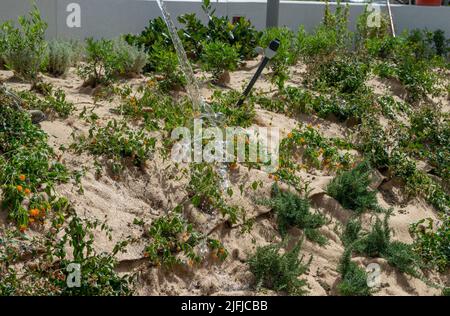 Cattolica Italien 21 Juni 2022: Gärtner beim Pflanzen von Bäumen, um die Küste von Cattolica schmücken Stockfoto