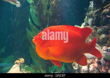 Ein Garibaldi, rot-orangefarbener Fisch mit Seetang und anderen Fischen im Hintergrund. Stockfoto