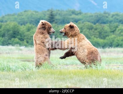 Alaska Coastal Brown Bear (Ursus arctos) Hallo Bay Katmai National Park, Alaska, USA Stockfoto