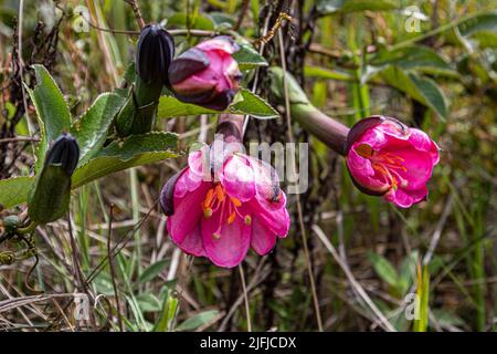 Taxo Silvestre (Tacso), Passiflora mixta. In der wilden Natur der ecuadorianischen Anden in der Provinz Azuay gefunden Stockfoto