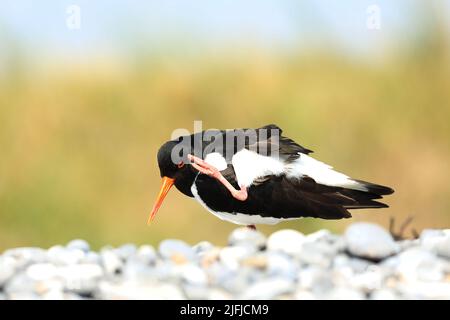 Eurasischer Austernfischer - Haematopus ostralegus im Frühjahr Gefieder auf Nahrungssuche in Helgoland, Deutschland Stockfoto