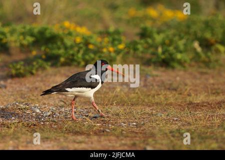 Eurasischer Austernfischer - Haematopus ostralegus im Frühjahr Gefieder auf Nahrungssuche in Helgoland, Deutschland Stockfoto