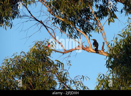 Ein australischer Rattenschnepfling (Strepera graculina), der auf einem Baum in Sydney, NSW, Australien, thront (Foto: Tara Chand Malhotra) Stockfoto