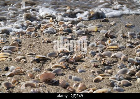 Muscheln an der Küste werden am Wasserrand zufällig angespült. Stockfoto