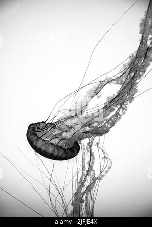 Pacific Sea Nettle Chrysaora Fuscescens) schwimmend in einem Aquarium, mit einem schwarz-weißen Filter. Stockfoto