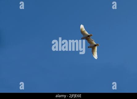 Ein Paar kleine Corella (Cacatua sanguinea) fliegt am Himmel in Sydney, NSW, Australien (Foto: Tara Chand Malhotra) Stockfoto