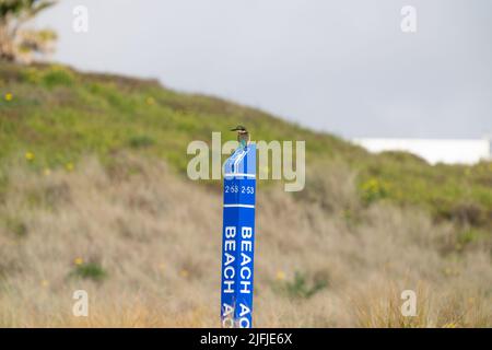 Der neuseeländische Eisvögel sitzt am Beach-Markerstab in den Beiden am Mount Maunganui Stockfoto