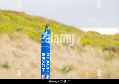 Der neuseeländische Eisvögel sitzt am Beach-Markerstab in den Beiden am Mount Maunganui Stockfoto