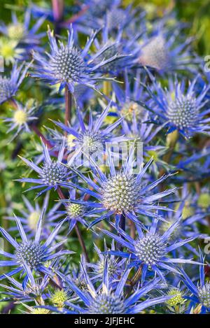 Blue Hobbit, Sea Holly, Eryngium Planum Blumen Stockfoto