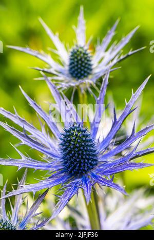 Blue Hobbit, Sea Holly, Eryngium Planum Blumen Stockfoto