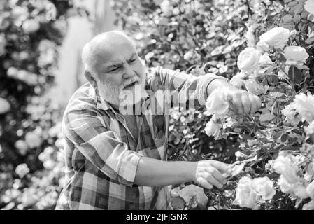 Pflege und Bewässerung der Blumenrose. Großvater im Garten. Hobbys und Freizeit Stockfoto
