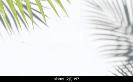 Grünes Blatt mit Schatten auf weißem Hintergrund. 3D Rendern Stockfoto