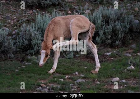 26. Juni 2022 - Bighorn Canyon National Recreation Area, Montana USA - Am 26. Juni 2022 Kratzt Sich Ein freiwilder hengst in der Pryor Mountains Wild Horse Range im Bighorn Canyon National Recreation Area, Montana, am Kopf. Die 39.650 Hektar große Fläche entlang der Grenze zu MontanaÃWyoming ist das erste geschützte Refugium, das ausschließlich Mustangs gewidmet ist. (Bild: © David Becker/ZUMA Press Wire) Stockfoto