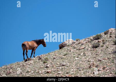 26. Juni 2022 - Bighorn Canyon National Recreation Area, Montana USA - Am 26. Juni 2022 Grast Ein frei wanderndes Pferd in der Pryor Mountains Wild Horse Range im Bighorn Canyon National Recreation Area, Montana. Die 39.650 Hektar große Fläche entlang der Grenze zu MontanaÃWyoming ist das erste geschützte Refugium, das ausschließlich Mustangs gewidmet ist. (Bild: © David Becker/ZUMA Press Wire) Stockfoto