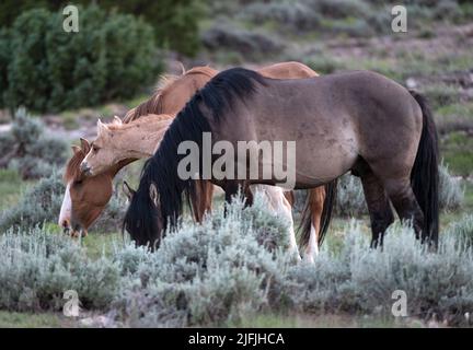 26. Juni 2022 - Bighorn Canyon National Recreation Area, Montana USA - Freilaufende Pferde, darunter ein Hengst, ein hengst und eine Stute, grasen am 26. Juni 2022 in der Pryor Mountains Wild Horse Range. Die 39.650 Hektar große Fläche entlang der Grenze zu MontanaÃWyoming ist das erste geschützte Refugium, das ausschließlich Mustangs gewidmet ist. (Bild: © David Becker/ZUMA Press Wire) Stockfoto