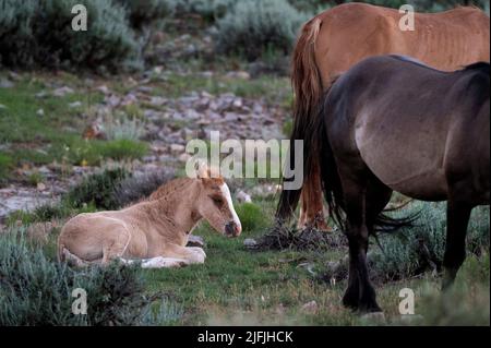 26. Juni 2022 - Bighorn Canyon National Recreation Area, Montana USA - Ein freiwildes hengst ruht als Hengst und Stute am 26. Juni 2022 in der Pryor Mountains Wild Horse Range. Die 39.650 Hektar große Fläche entlang der Grenze zu MontanaÃWyoming ist das erste geschützte Refugium, das ausschließlich Mustangs gewidmet ist. (Bild: © David Becker/ZUMA Press Wire) Stockfoto