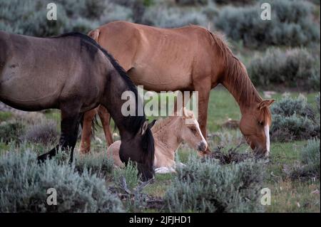 26. Juni 2022 - Bighorn Canyon National Recreation Area, Montana USA - Freilaufende Pferde, darunter ein Hengst, ein hengst und eine Stute, grasen am 26. Juni 2022 in der Pryor Mountains Wild Horse Range. Die 39.650 Hektar große Fläche entlang der Grenze zu MontanaÃWyoming ist das erste geschützte Refugium, das ausschließlich Mustangs gewidmet ist. (Bild: © David Becker/ZUMA Press Wire) Stockfoto