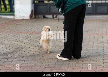 Ein süßer beiger spitz steht auf seinen Hinterbeinen vor seinem Besitzer. Hochwertige Fotos Stockfoto