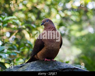 Malerisch beeindruckend wunderschöne braune Kuckuckentaube mit glitzernden Kastanienfedern. Stockfoto