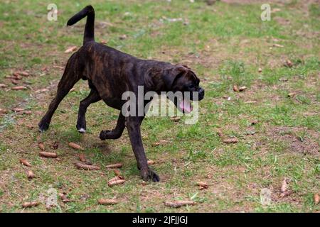 Ein dunkler Boxer mit einem ausgedockten Schwanz, mit offenem Mund und ausgestreckter Zunge, läuft durch das Gras. Hochwertige Fotos Stockfoto