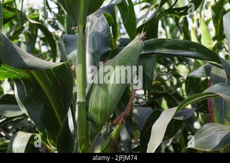 Nakuru, Kenia. 02.. Juli 2022. Während der Nakuru Agricultural Show, einer jährlich von der Agricultural Society of Kenya veranstalteten Veranstaltung, wird auf einem Demonstrationsgrundstück eine Maispflanzenart angebaut. Da die Preise für Maismehl auf einem Allzeithoch liegen, hat die Regierung Kenias alle Einfuhrzölle und Abgaben auf importierten Mais bis zur nächsten Erntezeit ausgesetzt, um einen Anstieg der Kosten für Maismehl einzudämmen. Die Lebensmittelpreise sind auf einem Niveau angesteigen, das sich viele nicht leisten können. Kredit: SOPA Images Limited/Alamy Live Nachrichten Stockfoto