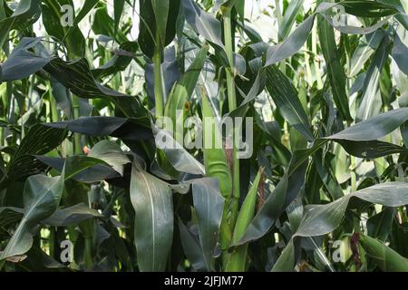 Nakuru, Kenia. 02.. Juli 2022. Während der Nakuru Agricultural Show, einer jährlich von der Agricultural Society of Kenya veranstalteten Veranstaltung, wird auf einem Demonstrationsgrundstück eine Maispflanzenart angebaut. Da die Preise für Maismehl auf einem Allzeithoch liegen, hat die Regierung Kenias alle Einfuhrzölle und Abgaben auf importierten Mais bis zur nächsten Erntezeit ausgesetzt, um einen Anstieg der Kosten für Maismehl einzudämmen. Die Lebensmittelpreise sind auf einem Niveau angesteigen, das sich viele nicht leisten können. Kredit: SOPA Images Limited/Alamy Live Nachrichten Stockfoto