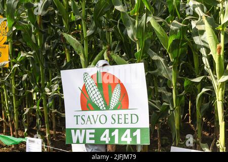 Nakuru, Kenia. 02.. Juli 2022. Eine Vielzahl von Tsavo-Maispflanzen (Tsavo-Samen- WE 4141) wächst auf einem Demonstrationsgrundstück während der Nakuru Agricultural Show, einer Veranstaltung, die jährlich von der Agricultural Society of Kenya veranstaltet wird. Da die Preise für Maismehl auf einem Allzeithoch liegen, hat die Regierung Kenias alle Einfuhrzölle und Abgaben auf importierten Mais bis zur nächsten Erntezeit ausgesetzt, um einen Anstieg der Kosten für Maismehl einzudämmen. Die Lebensmittelpreise sind auf einem Niveau angesteigen, das sich viele nicht leisten können. Kredit: SOPA Images Limited/Alamy Live Nachrichten Stockfoto