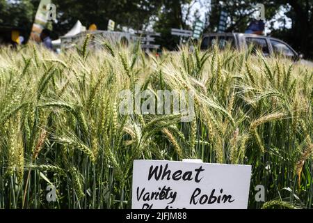 Nakuru, Kenia. 02.. Juli 2022. Während der Nakuru Agricultural Show, einer jährlich von der Agricultural Society of Kenya veranstalteten Veranstaltung, wächst auf einem Demonstrationsgrundstück eine Rotkehlsorte. Der Getreidemangel in Kenia aufgrund des anhaltenden Konflikts in der Ukraine und der weltweiten Lieferengpässe hat zu steigenden Preisen für Weizenmehl geführt. Die Lebensmittelpreise sind auf einem Niveau angesteigen, das sich viele nicht leisten können. Kredit: SOPA Images Limited/Alamy Live Nachrichten Stockfoto