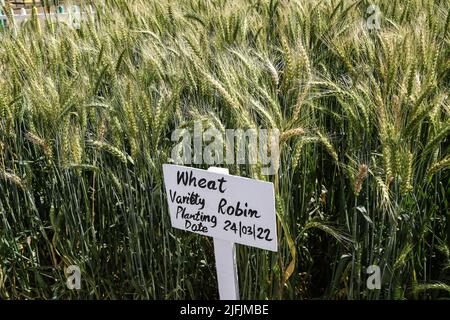 Nakuru, Kenia. 02.. Juli 2022. Während der Nakuru Agricultural Show, einer jährlich von der Agricultural Society of Kenya veranstalteten Veranstaltung, wächst auf einem Demonstrationsgrundstück eine Rotkehlsorte. Der Getreidemangel in Kenia aufgrund des anhaltenden Konflikts in der Ukraine und der weltweiten Lieferengpässe hat zu steigenden Preisen für Weizenmehl geführt. Die Lebensmittelpreise sind auf einem Niveau angesteigen, das sich viele nicht leisten können. (Foto von James Wakibia/SOPA Images/Sipa USA) Quelle: SIPA USA/Alamy Live News Stockfoto