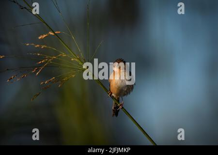 Ein männlicher australischer Golden-headed Cisticola -Cisticola exilis- Vogel, der am Morgen auf einem Stängel hohen Grases thront, der leicht feucht vom Nachttau ist Stockfoto