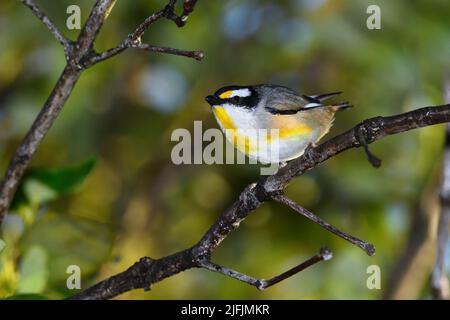 Ein männlicher australischer Striegel Pardalote -Pardalotus striatus- Vogel, der sich in einem dicken Busch in einem weichen frühen Morgenlicht versteckt Stockfoto