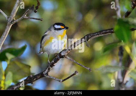 Ein männlicher australischer Striegel Pardalote -Pardalotus striatus- Vogel, der sich in einem dicken Busch in einem weichen frühen Morgenlicht versteckt Stockfoto