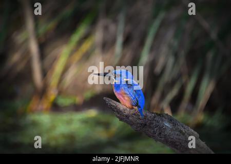 Ein australischer Azure Kingfisher - Alcedo Azurea - Vogel, der auf einem alten Baumstumpf in einem weichen frühen Morgenlicht auf der Suche nach Nahrung thront Stockfoto