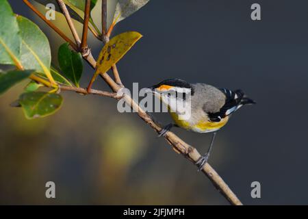 Ein männlicher australischer Striegel Pardalote -Pardalotus striatus- Vogel, der auf einem Ast über dem Wasser in weichem Morgenlicht auf der Suche nach Nahrung thront Stockfoto