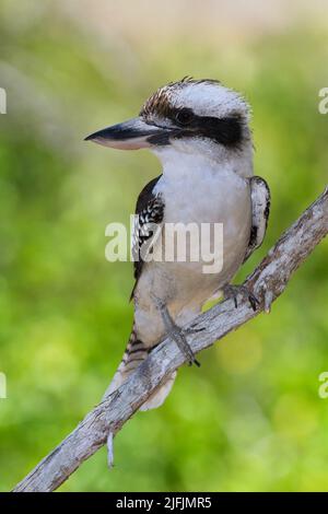 Ein australisch lachender Kookaburra -Dacelo novaeguineae- Vogel thront auf einem Baum, der im weichen Nachmittagslicht ruht Stockfoto